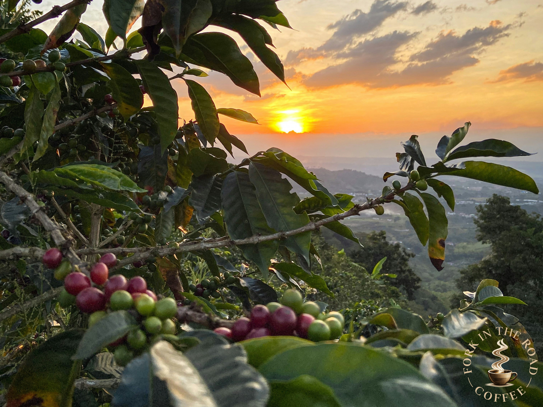 What Does Colombian Coffee Taste Like? The Full Guide